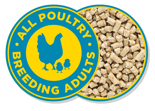 Poultry Breeder Wellness