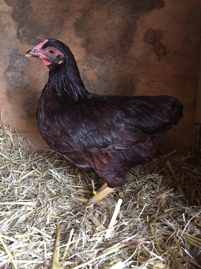 The Rhode Island Red Bantam Barastoc Poultry