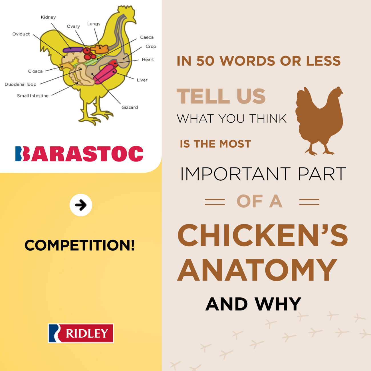 Anatomy Archives - Barastoc Poultry