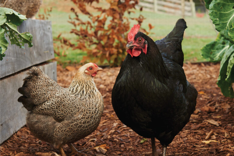 BC216_Poultry_Grains&Greens_Image