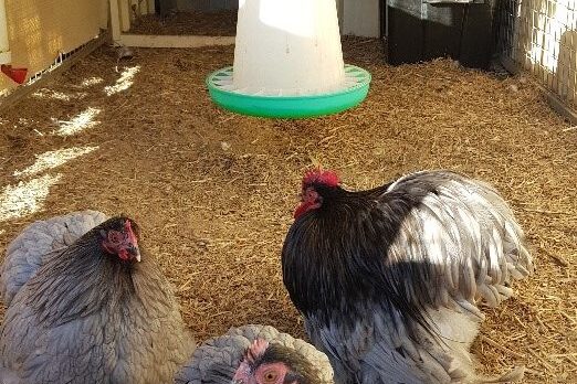 NathanReadyingTheRoost2