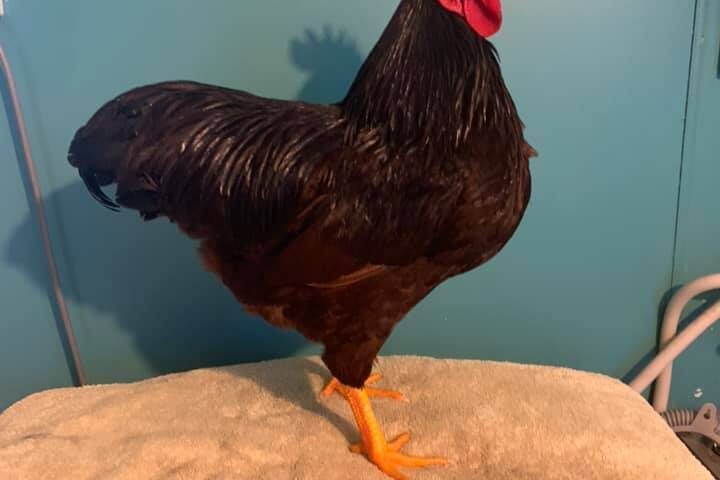 Rhode Island Mitchell 2