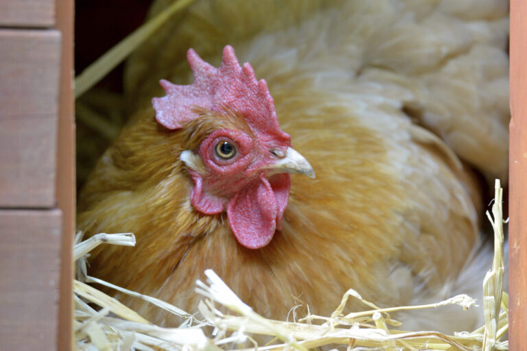 iStock_000058554180_XXXLarge