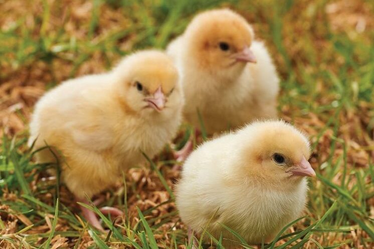 BC216_Poultry_ChickStarter_Image