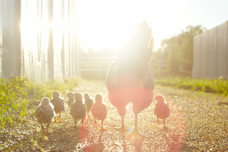 Hen with baby chickens chicks walking together on a farm