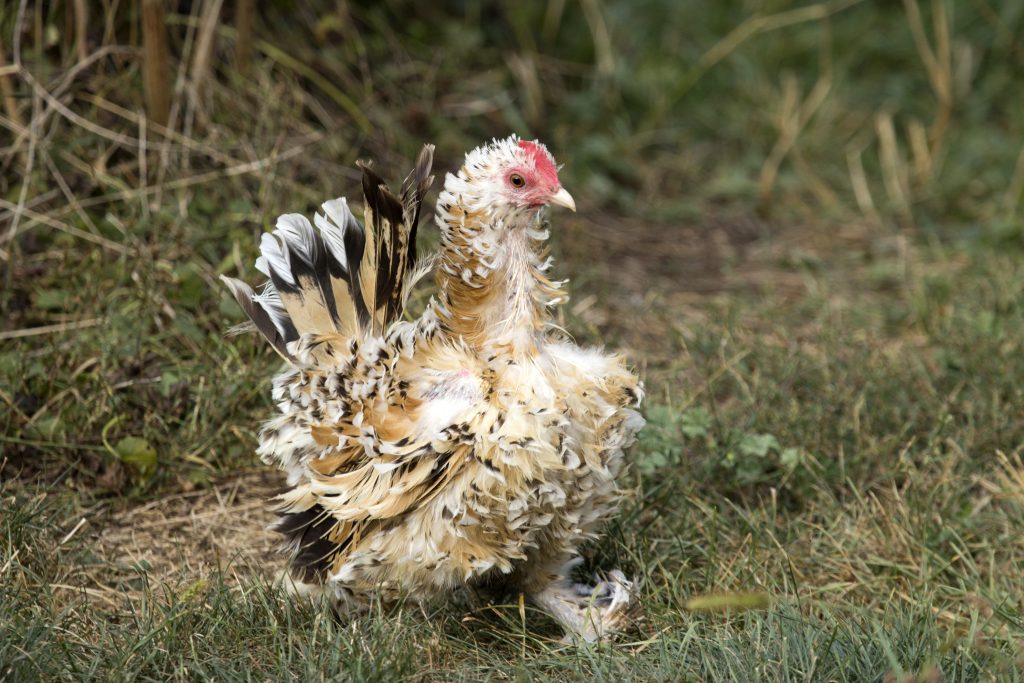 moulting Archives - Barastoc Poultry