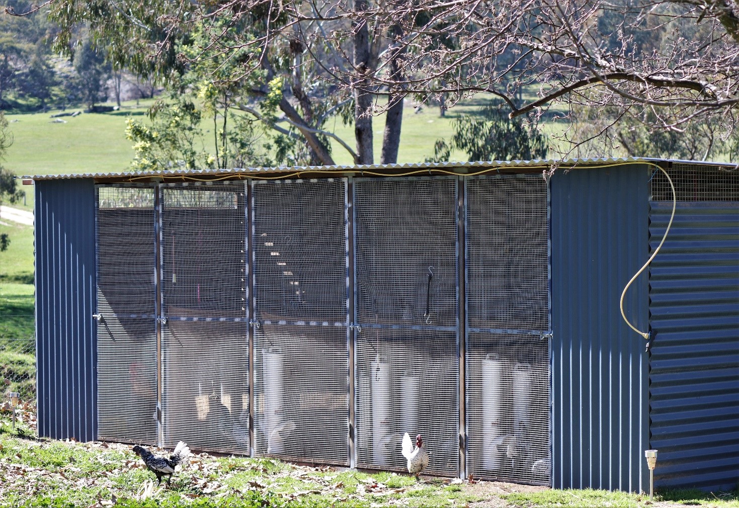 Priming Poultry for the Breeding Pens Barastoc Poultry