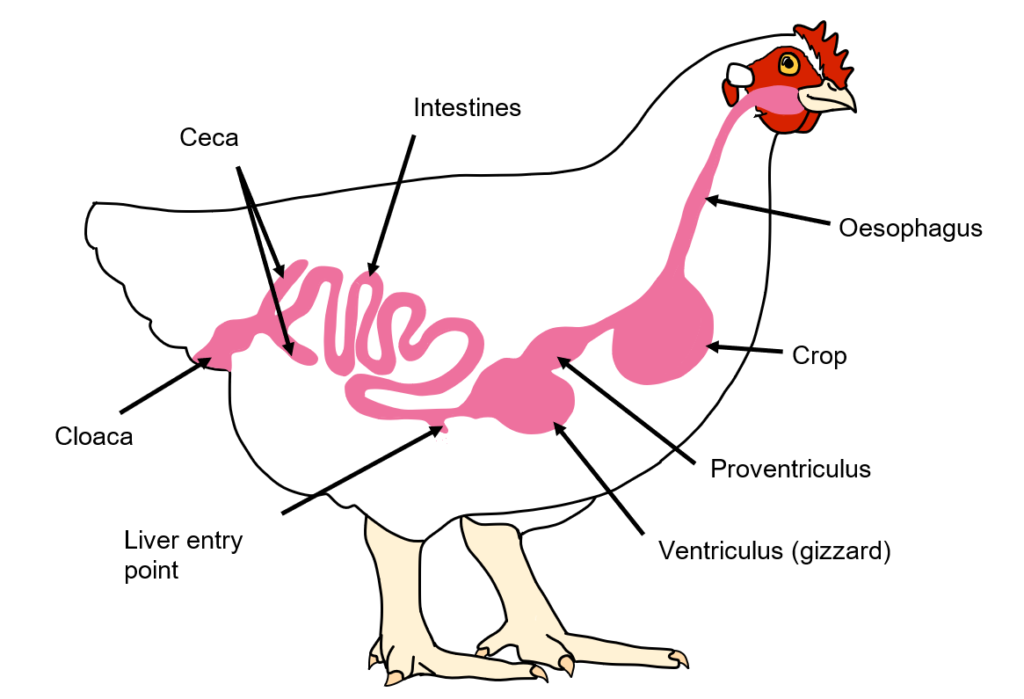 No Guts, No Glory! Poultry Gut Health - Barastoc Poultry