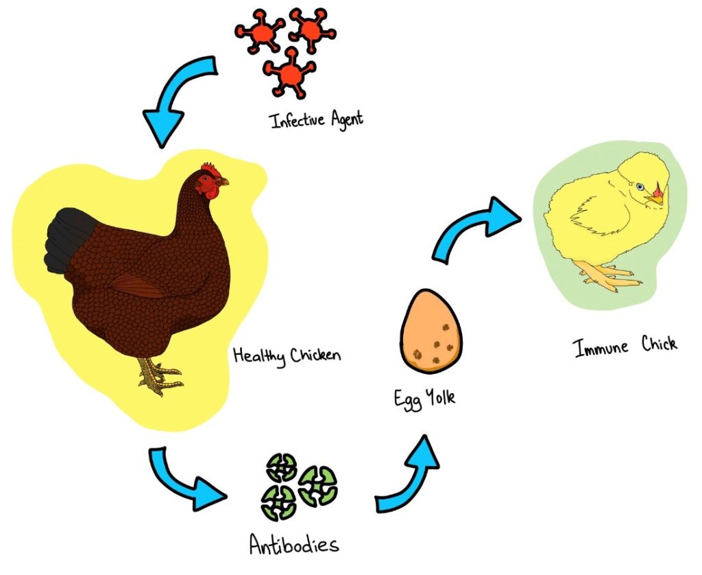 Boosting Immunity in Your Flock Barastoc Poultry