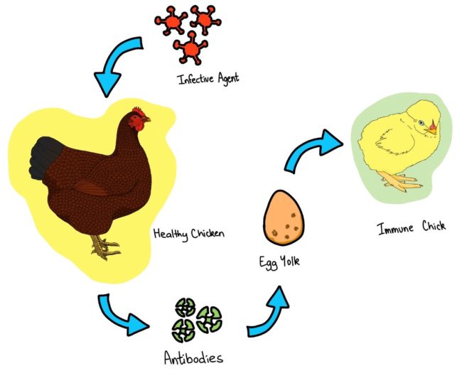 Barastoc Poultry Junior Scholarship Archives - Barastoc Poultry