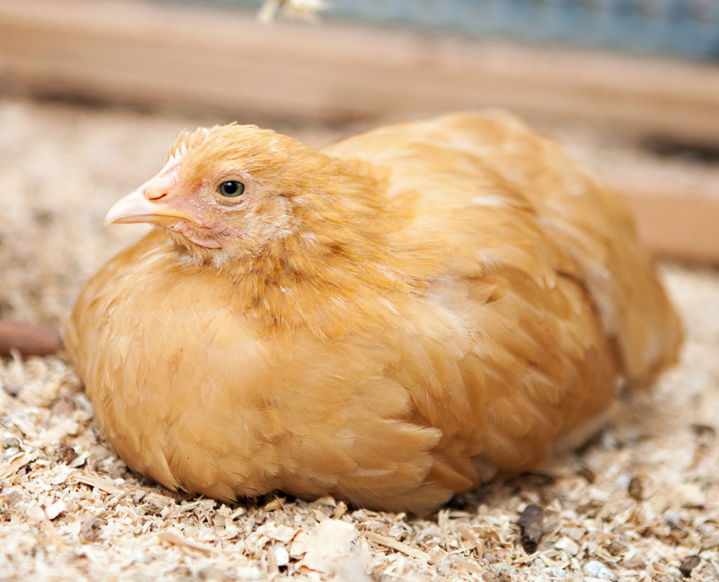 Chick and Pullet Nutrition
