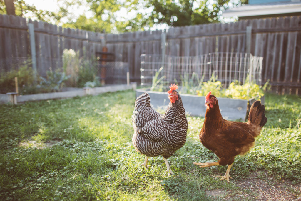 Chooks and the Garden