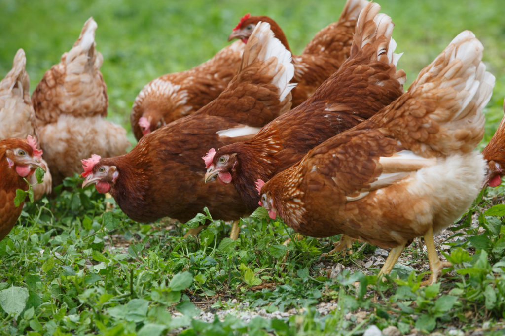 Essential Vitamins and Minerals for Poultry