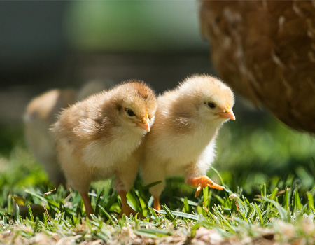 Chick and Pullet