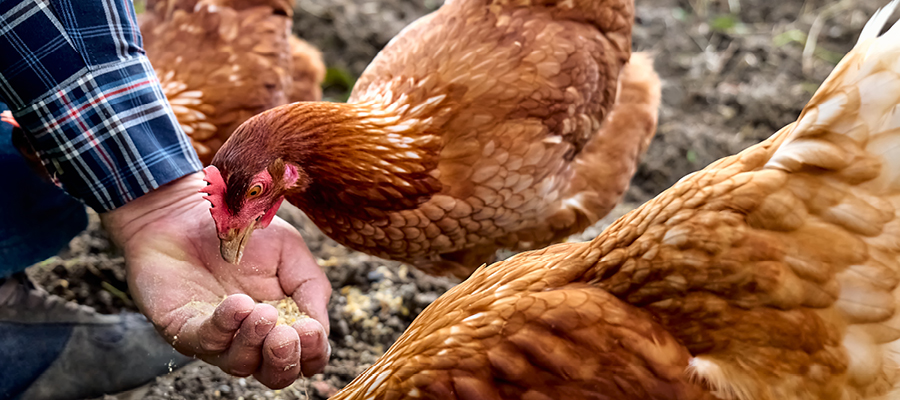Protein for laying hens