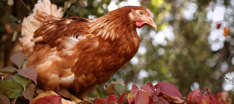Chook outside in the autumn