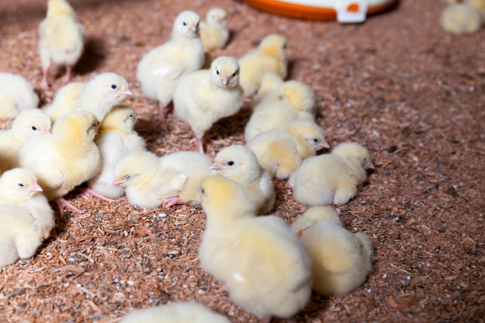 Raising Chicks with Mitchell-Carrigan Walsh