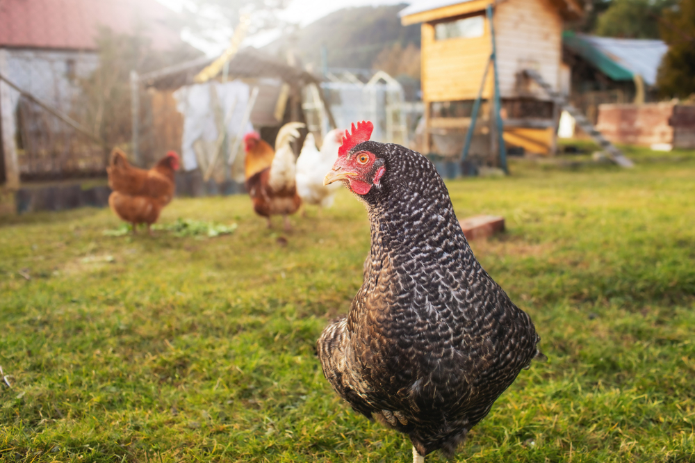 Bringing a New Friend into the Coop